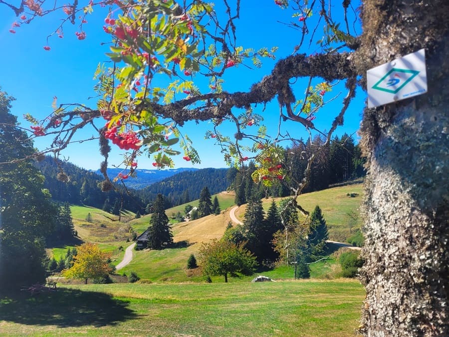 Der Schluchtensteig ist ein abwechslungs- und aussichtsreicher Fernwanderweg durch den Naturpark Südschwarzwald.
